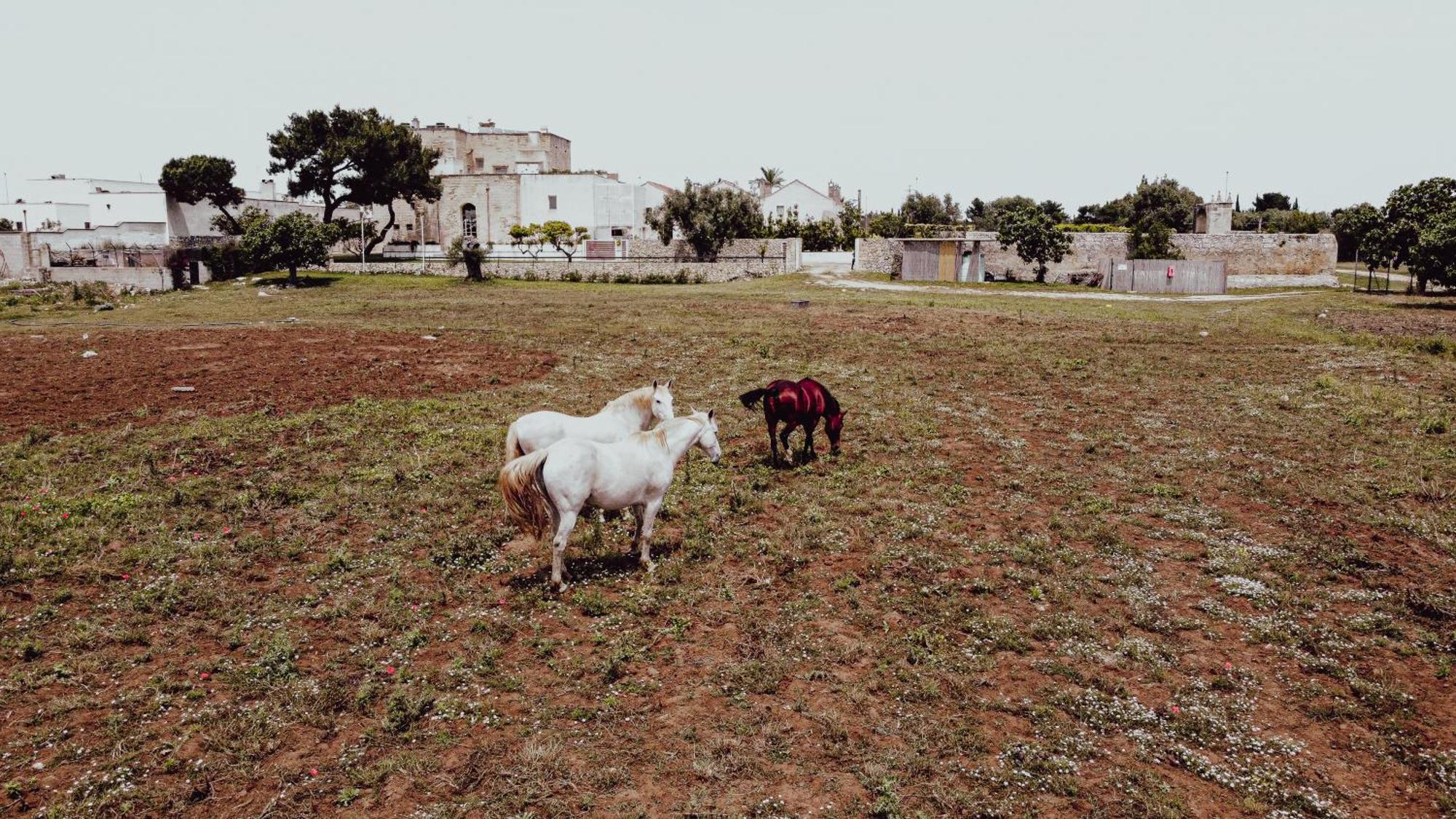 Masseria Francescani Torre Chianca Luaran gambar